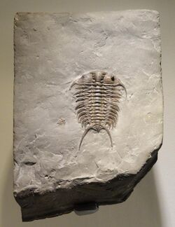 Ceraurus plus baby, Late Ordovician, Trenton Group, Quebec, Canada - Houston Museum of Natural Science - DSC01562.JPG