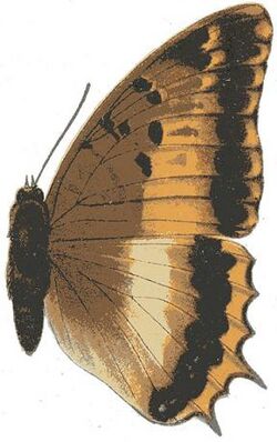 Charaxes phoebus.JPG