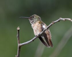 Chestnut-bellied Hummingbird (Female).jpg