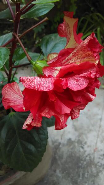 File:Closeup of multi color Hibiscus at Sakherbazar, Kolkata.jpg