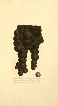 Coloured Figures of English Fungi or Mushrooms - t. 432.png