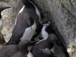 Common Guillemot Chick.jpg