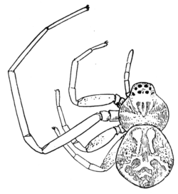 Common Spiders U.S. 111.png