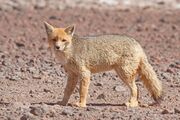 Gray canine on barren ground