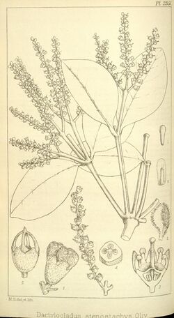 Dactylocladus stenostachys, Hooker's Icones Plantarum vol 24 pl 2351.jpg