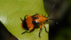Dendrobium Beetle - Stethopachys formosa.jpg