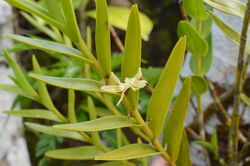 Dendrobium guamense.jpg