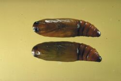 Dioryctria ebeli pupa.jpg