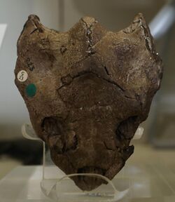 Dorsetochelys skull Dorset County Museum.JPG