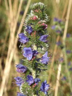 Echium vulgare 190605.JPG