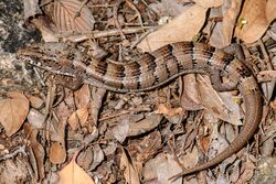 Elgaria kingii (Arizona Alligator Lizard) (6881124368).jpg