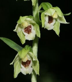 Epipactis muelleri flowers.jpg