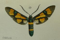 Euchromia horsfieldi.jpg