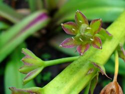 Eucomis comosa 004.JPG