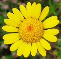 Färber Hundskamille Anthemis tinctoria.jpg