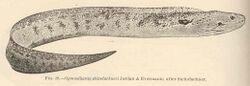 FMIB 42392 Gymnothorax steindachneri Jordan & Evermann; after Steindachner.jpeg