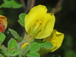 Fabaceae - Chamaecytisus hirsutus-2.JPG