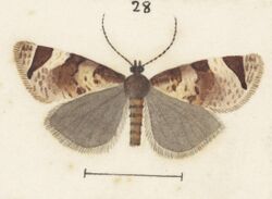 Fig 28 MA I437906 TePapa Plate-XLV-The-butterflies full (cropped).jpg