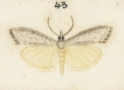 Fig 43 MA I437619 TePapa Plate-XX-The-butterflies full (cropped).jpg