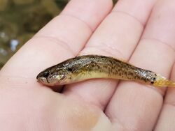 Fringed darter.jpg