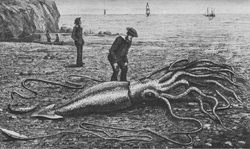 Giant squid catalina2.png