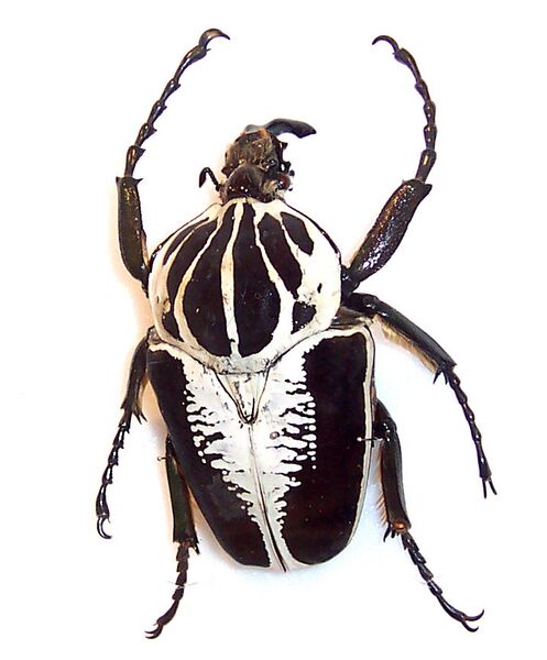 File:Goliath beetle.jpg