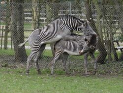 A pair of Grévy's zebras mating