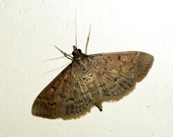 Grass Webworm Moth (Herpetogramma licarsisalis) (4990091325).jpg