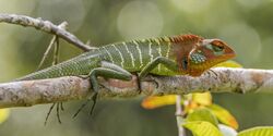 Green garden lizard (Calotes calotes) male breeding.jpg