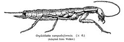 GrylloblattaCampodeiformis.jpg