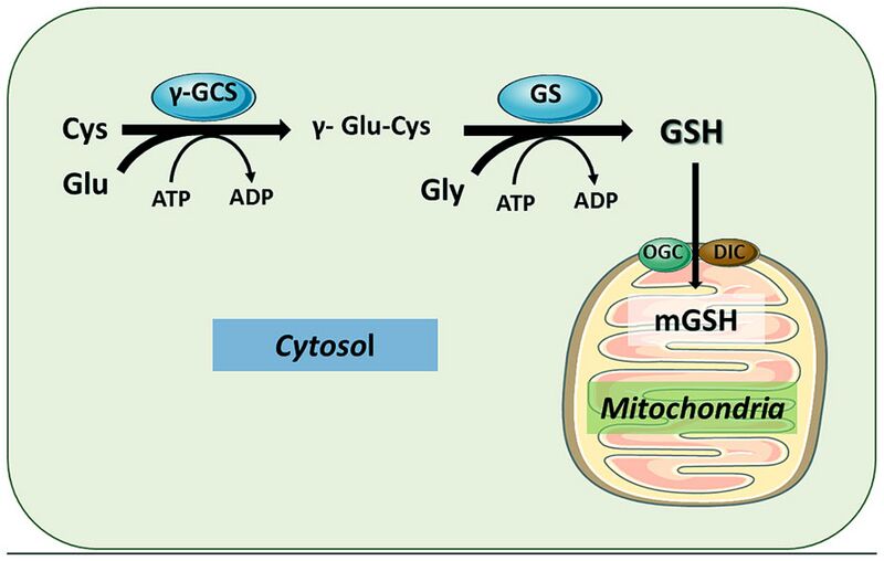 File:Gsh mitochondria.jpg