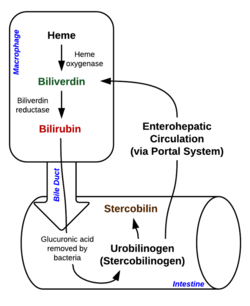 Heme Breakdown.png