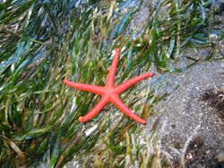 Sea star in sea grass