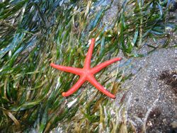 Henricia leviuscula Rialto Beach.JPG