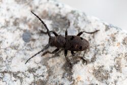 Herophila tristis, Stella, Italy.jpg