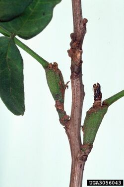 Hystricophora taleana damage.jpg