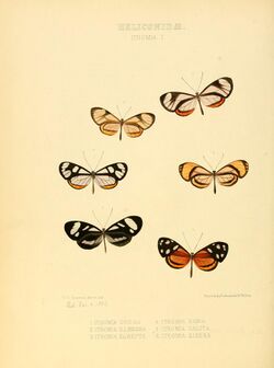 Illustrations of new species of exotic butterflies Ithomia I.jpg