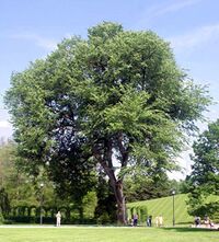 Img ulmus americana 2209.jpg