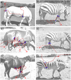 Comparison of horse fly flight patterns on horses and zebras