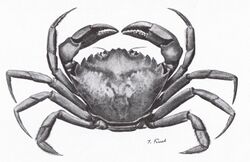 Antique illustration of a green shore crab (Carcinus maenas).