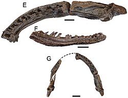 Koolasuchus mandibles.jpg