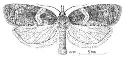 LEPI Tortricidae Maoritenes cyclobathra.png