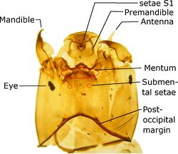 L Orthocladiinae head explained.jpg