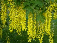 Laburnum x watereri in Jardin des Plantes de Paris 02.jpg