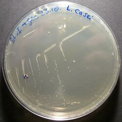Lactobacillus casei 1.jpg
