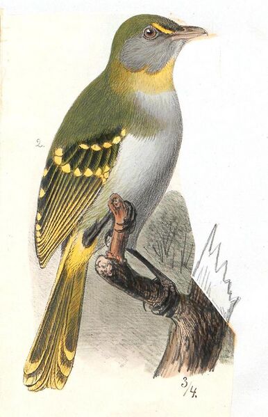 File:Laniarius vireo - 1700-1880 - Print - Iconographia Zoologica - Special Collections University of Amsterdam - UBA01 IZ16600469, crop.JPG