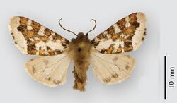 Leichosila talamanca (male).JPG