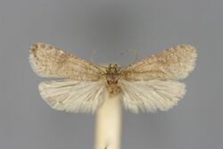 Levipalpus hepatariella M.jpg