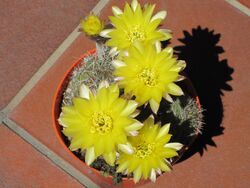 Lobivia (echinopsis) aurea 2.JPG