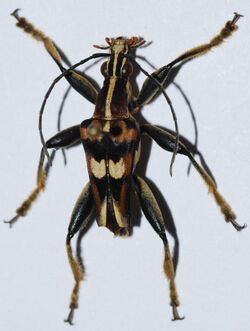 Longhorn Beetle (Anthribola decorata) (8540066652).jpg